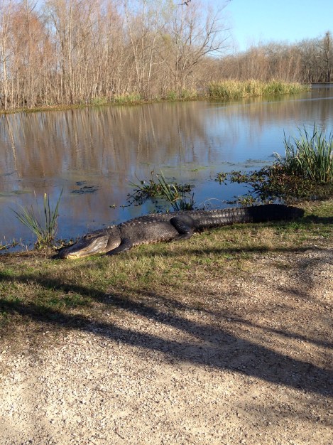 better shot of big guy